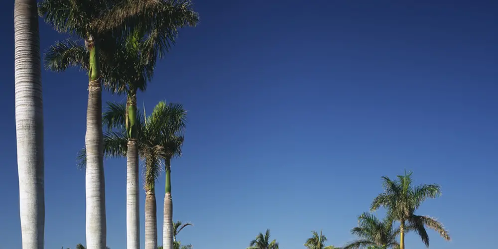 The long driveway, lined with towering palm trees, creates a grand approach to the sleek modern residence. The use of natural landscape elements enhances the structure’s contemporary sophistication while providing a picturesque outdoor space.
